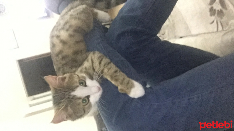American Wirehair, Kedi  Miya fotoğrafı