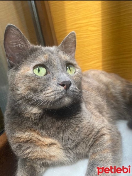 Brazilian Shorthair, Kedi  Miya fotoğrafı