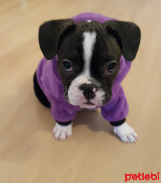 Fransız Bulldog, Köpek  Igor fotoğrafı