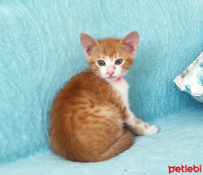 Tekir Kedi, Kedi  Miya fotoğrafı