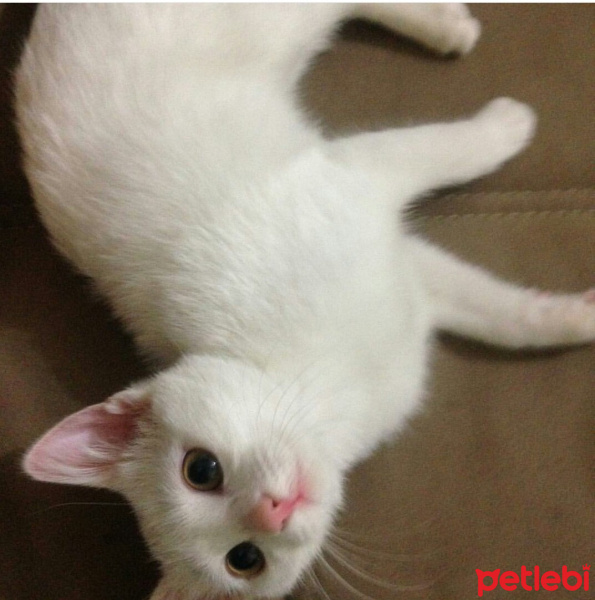 Ankara Kedisi, Kedi  Mia fotoğrafı