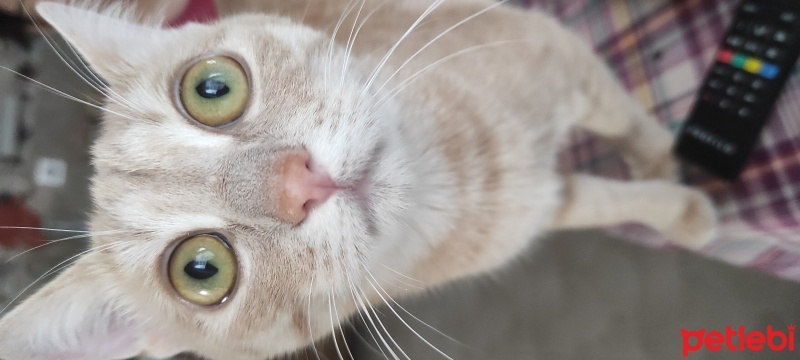 Sarman, Kedi  Boncuk fotoğrafı