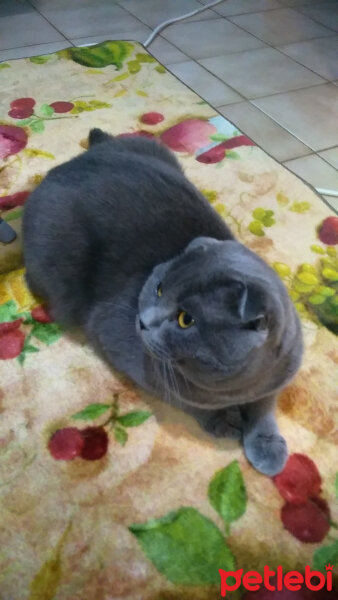 Scottish Fold, Kedi  Pascal Silver fotoğrafı