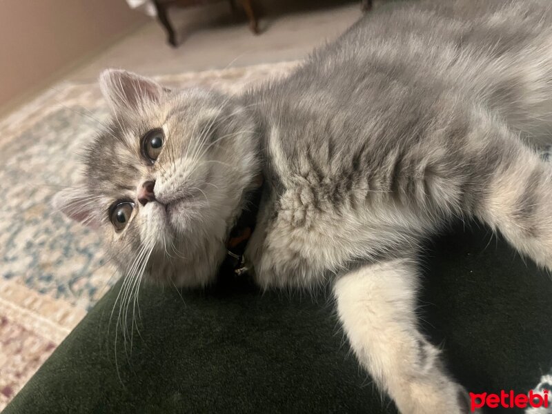 British Shorthair, Kedi  NİNA fotoğrafı