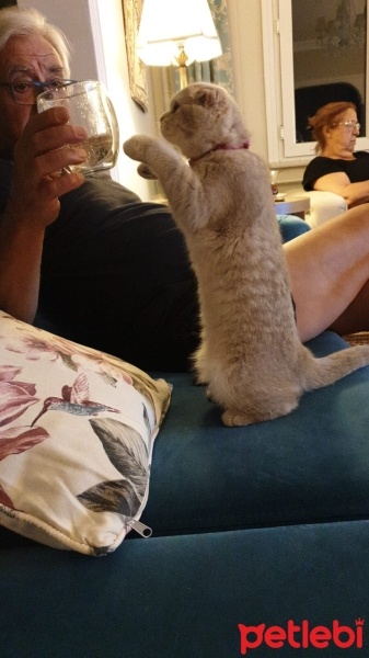 Scottish Fold, Kedi  Luna fotoğrafı