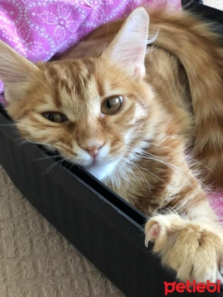 Tekir Kedi, Kedi  Tarçın fotoğrafı