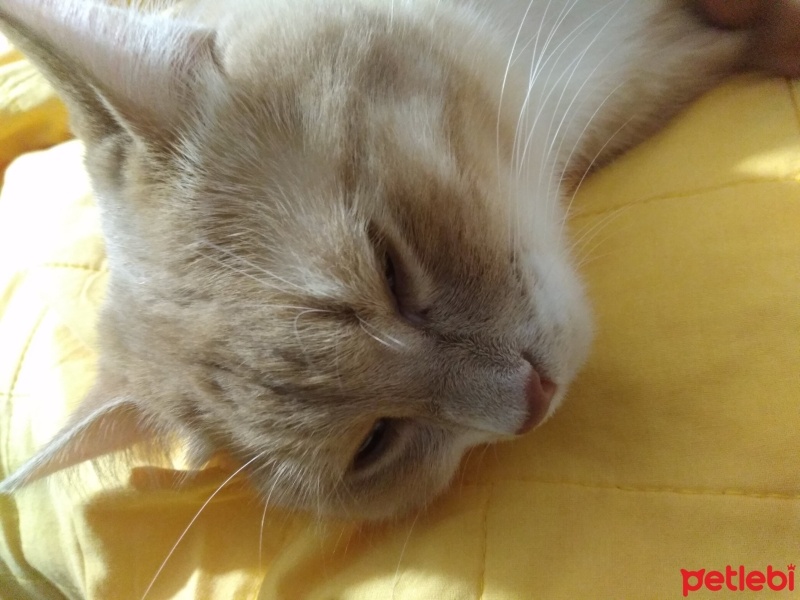 British Shorthair, Kedi  Bal fotoğrafı