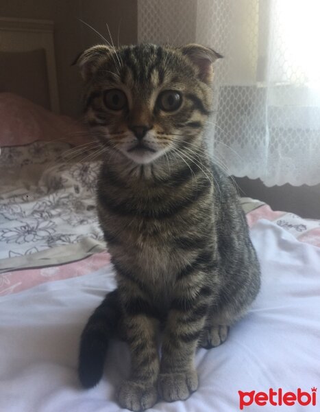 Scottish Fold, Kedi  Mia fotoğrafı