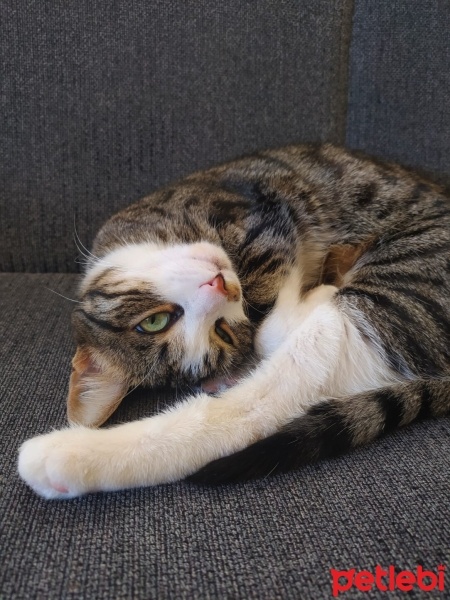Tekir Kedi, Kedi  Köfte fotoğrafı