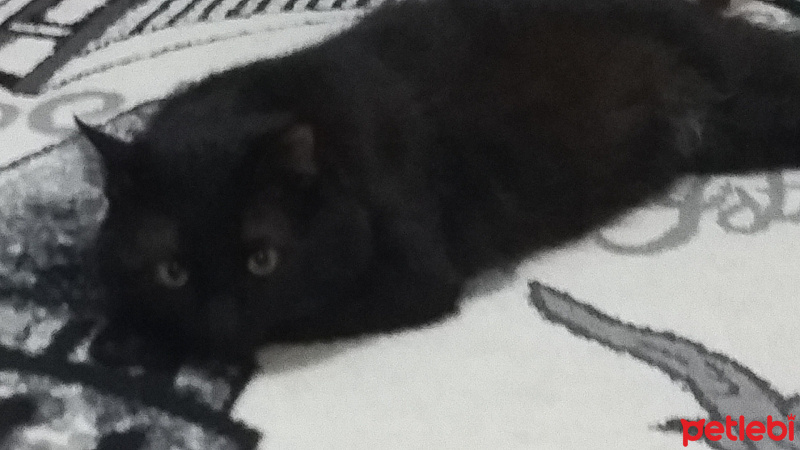 York Chocolate, Kedi  Zeytin fotoğrafı