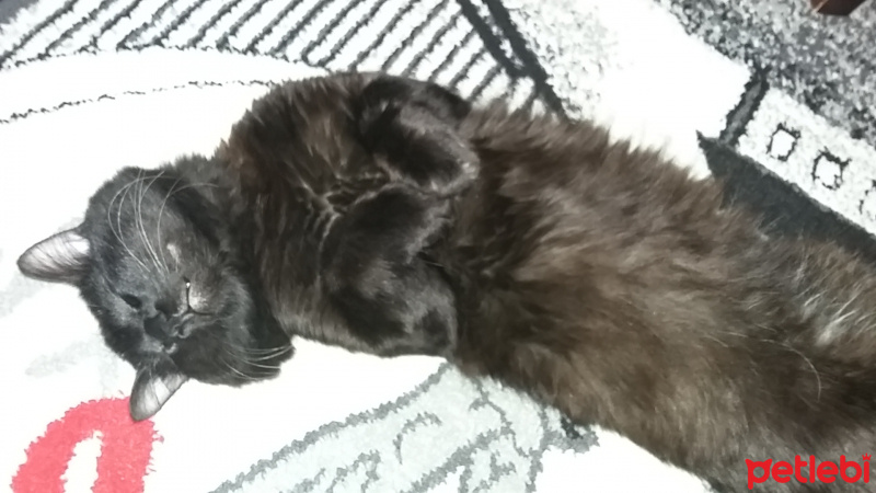 York Chocolate, Kedi  Zeytin fotoğrafı