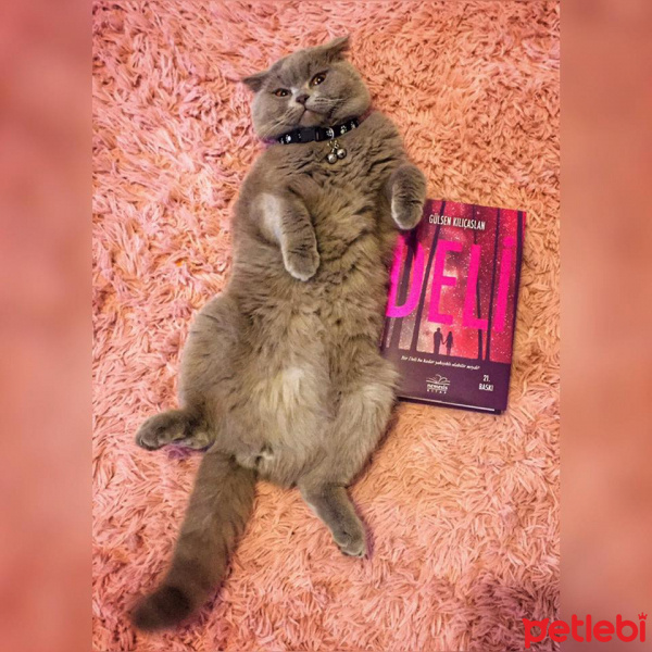 British Shorthair, Kedi  tosmik fotoğrafı