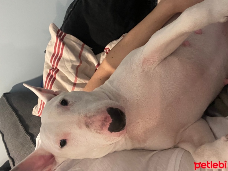 Bull Terrier, Köpek  Alaska fotoğrafı