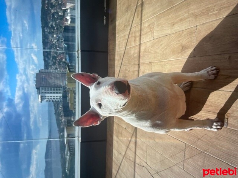 Bull Terrier, Köpek  Alaska fotoğrafı