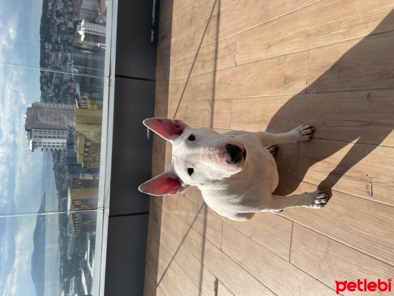 Bull Terrier, Köpek  Alaska fotoğrafı