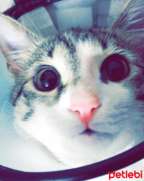 Tekir Kedi, Kedi  Ponçik  fotoğrafı