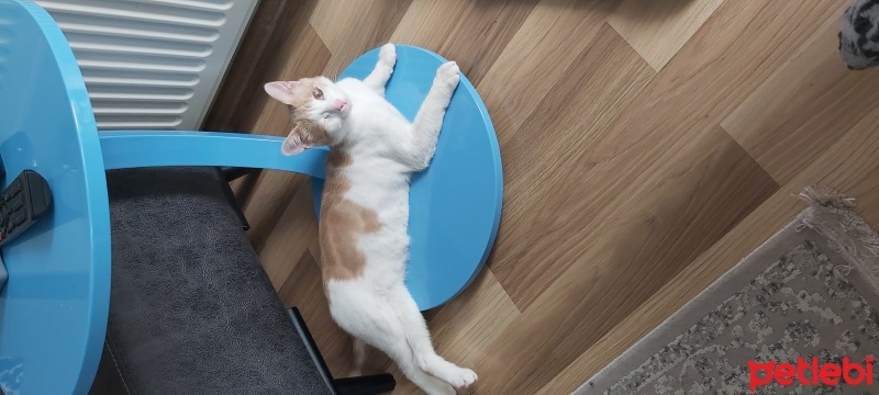 Sarman, Kedi  Balkaymak fotoğrafı