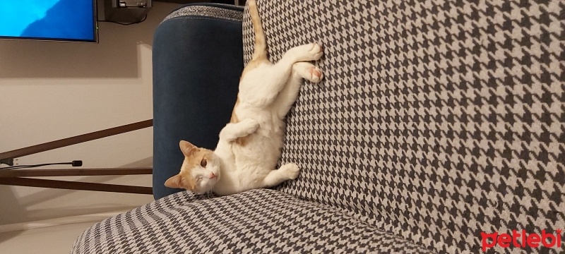 Sarman, Kedi  Balkaymak fotoğrafı
