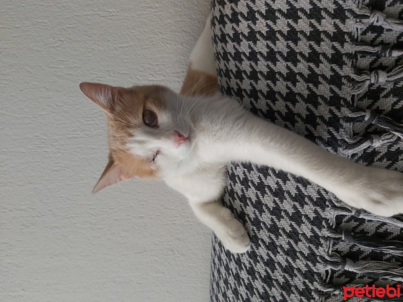 Sarman, Kedi  Balkaymak fotoğrafı