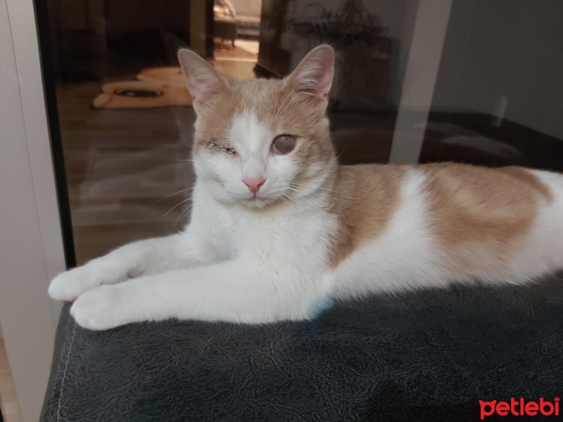 Sarman, Kedi  Balkaymak fotoğrafı