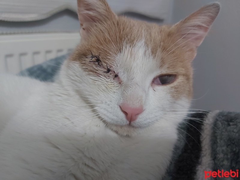 Sarman, Kedi  Balkaymak fotoğrafı