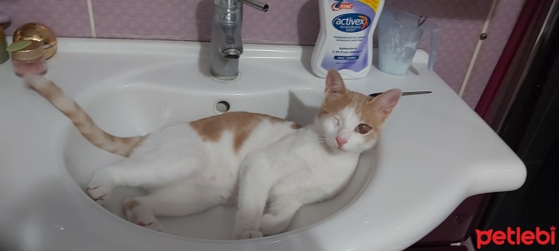 Sarman, Kedi  Balkaymak fotoğrafı