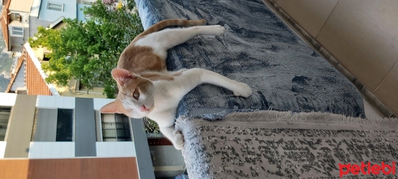 Sarman, Kedi  Balkaymak fotoğrafı