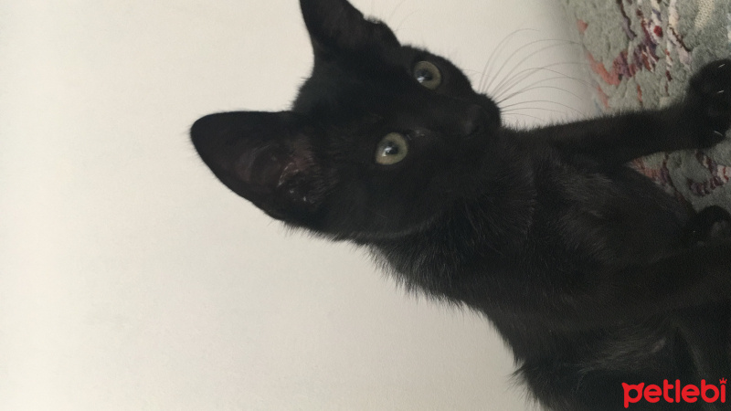 Tekir Kedi, Kedi  Zıpzıp fotoğrafı