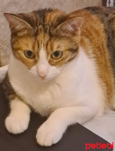 Tekir Kedi, Kedi  Mia fotoğrafı