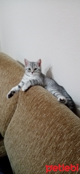 British Shorthair, Kedi  Çakıl fotoğrafı