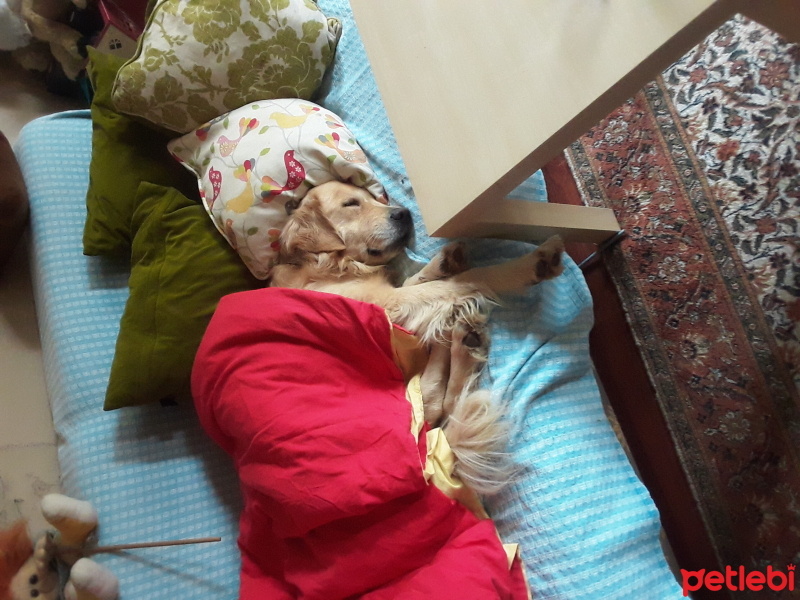 Golden Retriever, Köpek  Bıdık fotoğrafı