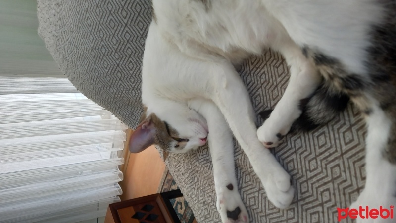 Tekir Kedi, Kedi  Karsu fotoğrafı