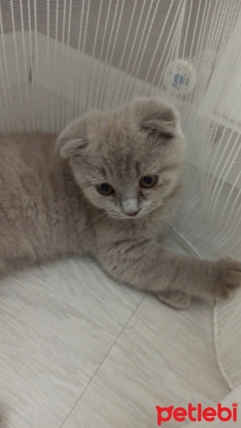 Scottish Fold, Kedi  Bulut fotoğrafı