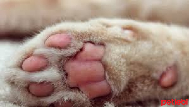 Soke, Kedi  bal fotoğrafı