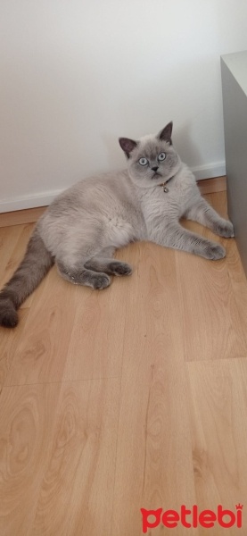 British Shorthair, Kedi  MİA fotoğrafı