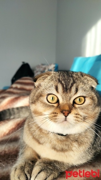 Scottish Fold, Kedi  Tarçın fotoğrafı