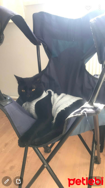 Bombay, Kedi  Duman fotoğrafı