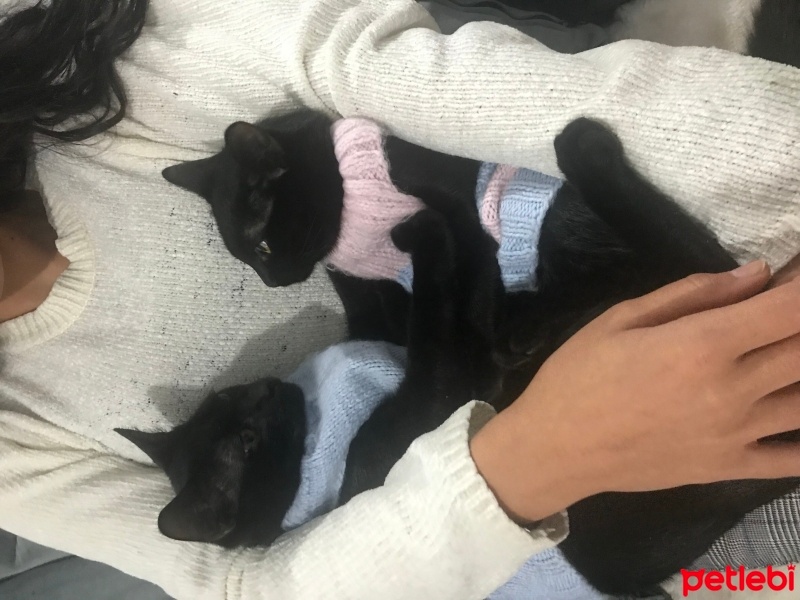 Bombay, Kedi  Duman fotoğrafı