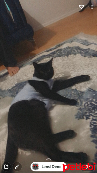 Bombay, Kedi  Duman fotoğrafı