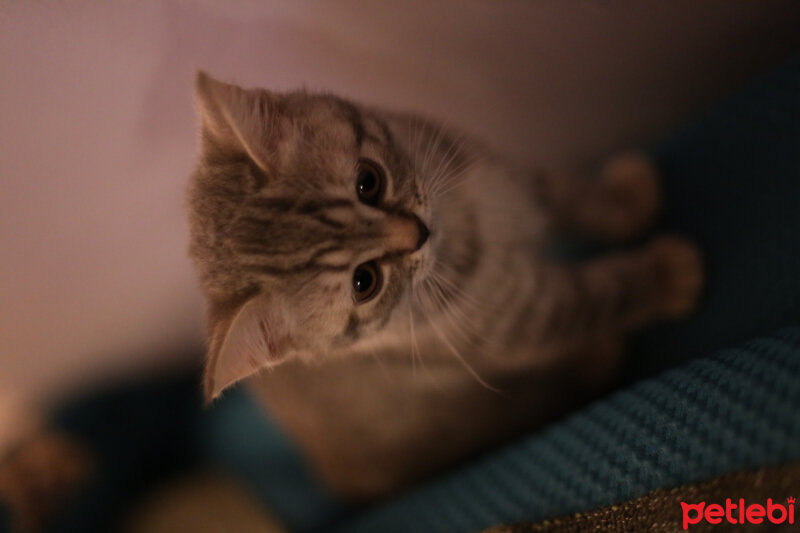 British Shorthair, Kedi  ÇAKIL fotoğrafı