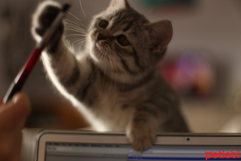 British Shorthair, Kedi  ÇAKIL fotoğrafı