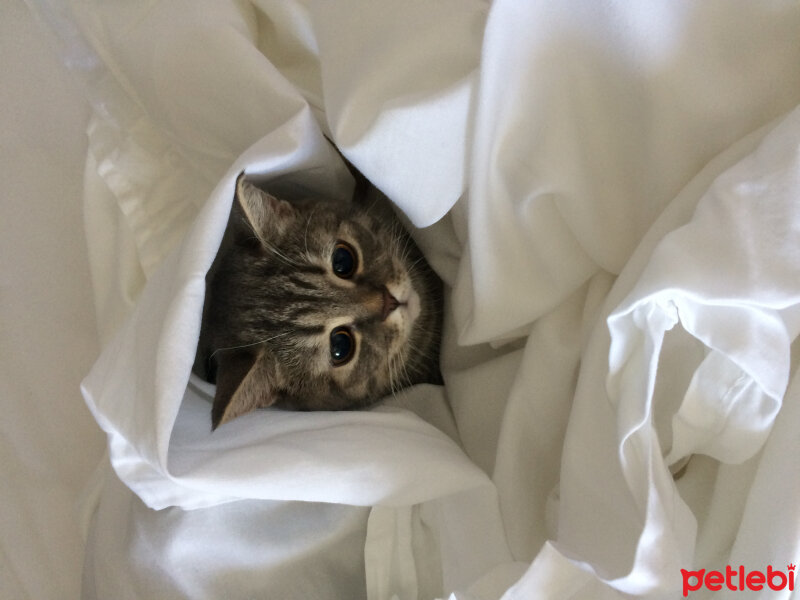 British Shorthair, Kedi  ÇAKIL fotoğrafı