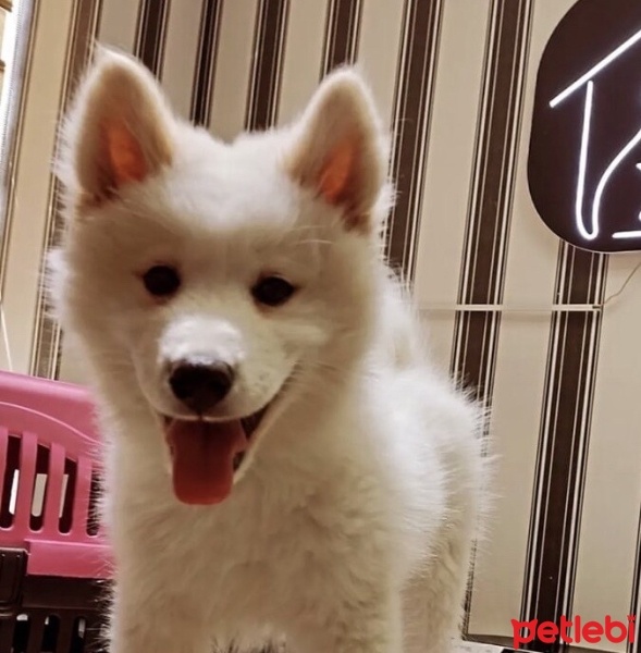 Samoyed, Köpek  Sushi fotoğrafı