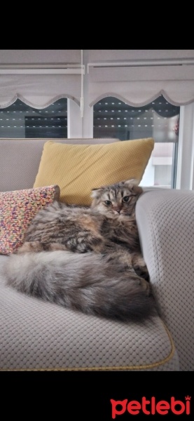 Chinchilla, Kedi  Karamel fotoğrafı