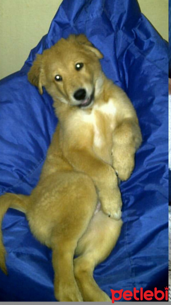 Golden Retriever, Köpek  badem fotoğrafı