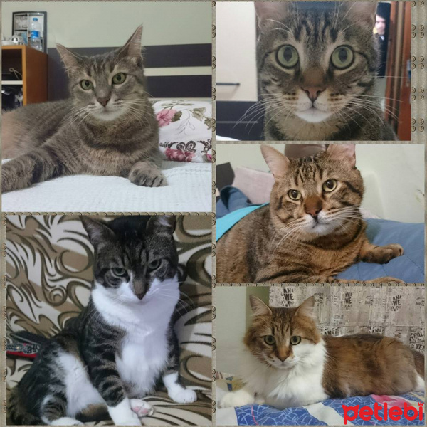 Tekir Kedi, Kedi  paşa,rüzgar,fıstık,zilli,çapulcu fotoğrafı