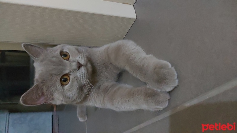 British Shorthair, Kedi  Mia fotoğrafı