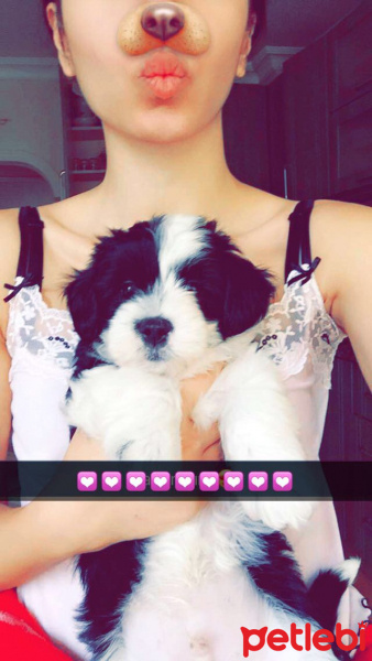Maltese, Köpek  Miço fotoğrafı