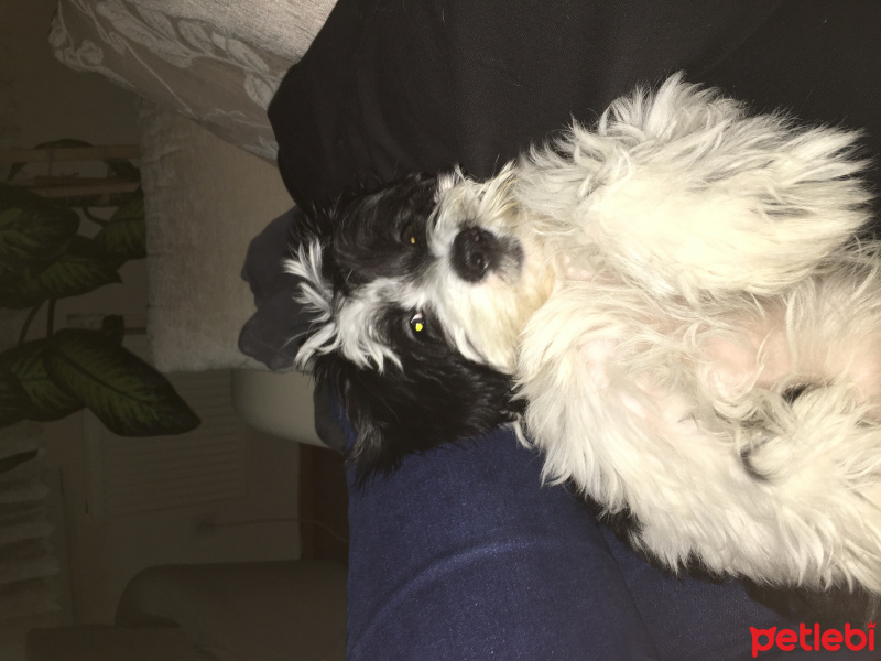 Maltese, Köpek  Miço fotoğrafı