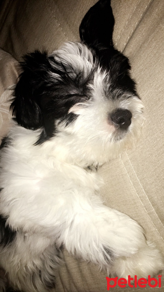 Maltese, Köpek  Miço fotoğrafı